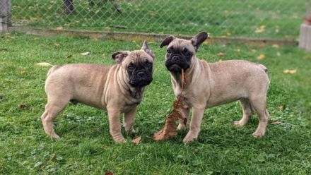 Unsere Chica sucht ihre Eltern auf Lebenszeit.... Habt