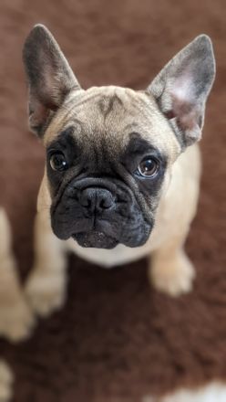 Unsere Chica sucht ihre Eltern auf Lebenszeit.... Habt