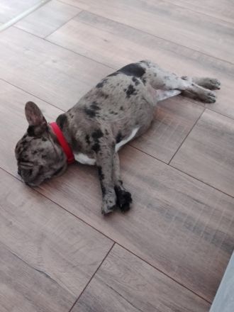 Schweren Herzens müssen wir uns von unsere französische