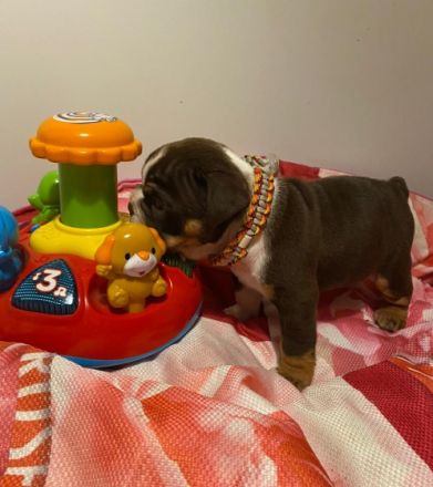 Wir haben noch 2 Mäuse frei: Hündin in Schoko Tri und