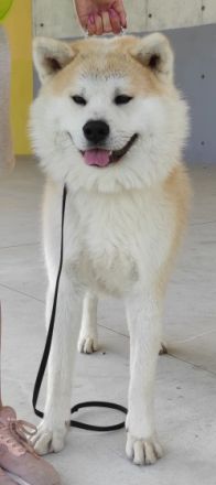 Am 26 .06.2022 hat unsere Hündin / ihre Eltern Japan