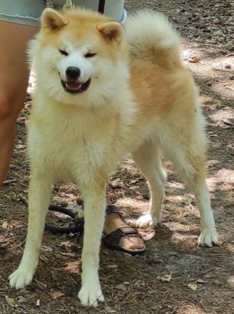 Am 26 .06.2022 hat unsere Hündin / ihre Eltern Japan