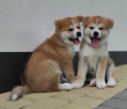 Am 26 .06.2022 hat unsere Hündin / ihre Eltern Japan