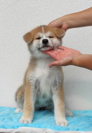 Am 26 .06.2022 hat unsere Hündin / ihre Eltern Japan