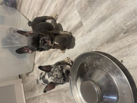 Hallo, wir sind noch 3 von 5 kleine, süße Bullys (1