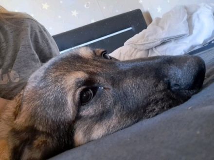 Die Emma sucht ein neues Zuhause sie ist 4 Monate alt