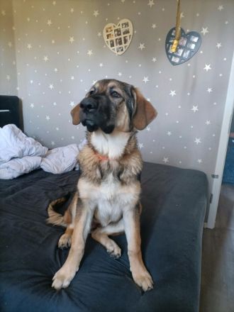 Die Emma sucht ein neues Zuhause sie ist 4 Monate alt