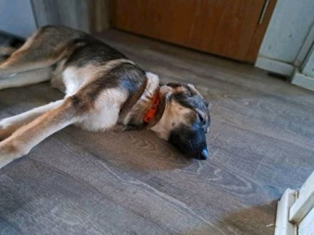 Die Emma sucht ein neues Zuhause sie ist 4 Monate alt