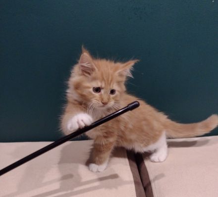 Hallo, In unserem kleinen Zucht sind 6 süße Kätzchen