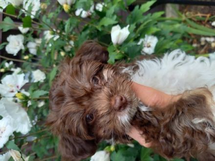 Unsere süßen Schokonasen suchen noch ein liebevolles