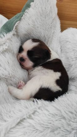 Unsere Hündin Kala (3 ,5 Jahre alt) hat am 05.08.2022