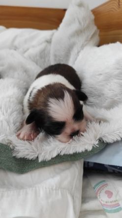 Unsere Hündin Kala (3 ,5 Jahre alt) hat am 05.08.2022