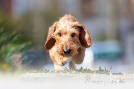 Iris Mohr Mantrailing. Personensuchhunde.