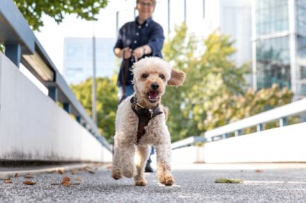 Iris Mohr Mantrailing. Personensuchhunde.