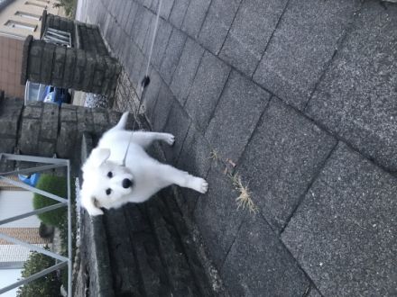 Ich gebe leider meinen kleinen in besseren Händen.