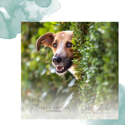 Trail & Shoot - Auf und ab im Treppenviertel Blankenese