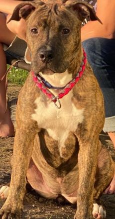 Bella, American Staffordshire Terrier American Bulldog