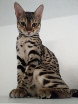 Am 10.04.22 kamen unsere kleinen Bengalkitten, aus