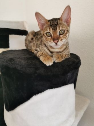 Am 10.04.22 kamen unsere kleinen Bengalkitten, aus