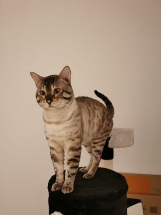 Am 10.04.22 kamen unsere kleinen Bengalkitten, aus