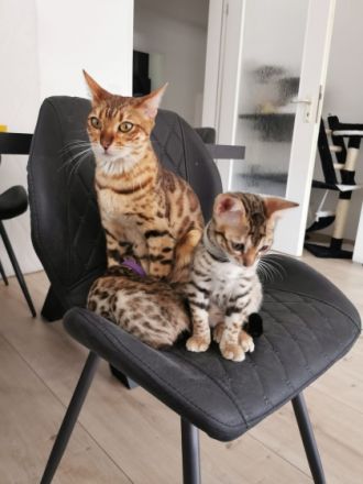 Am 10.04.22 kamen unsere kleinen Bengalkitten, aus
