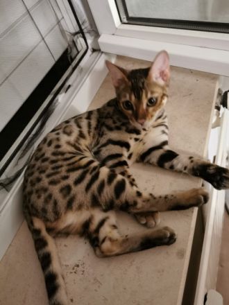 Am 10.04.22 kamen unsere kleinen Bengalkitten, aus