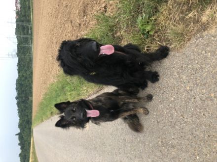 Unser Strobel Rüde und unsere gestromte Harzer Füchsin,