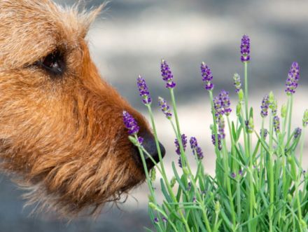 Aromatologin für den Hund