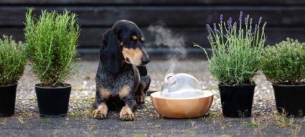 Aromatologin für den Hund