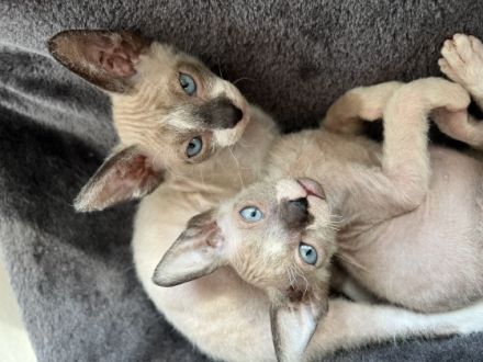 Ich biete sechs Canadian Sphynx Kitten zum Verkauf an,