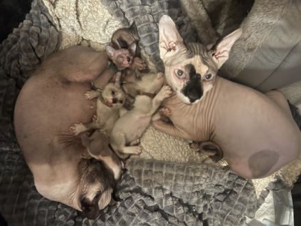 Ich biete sechs Canadian Sphynx Kitten zum Verkauf an,