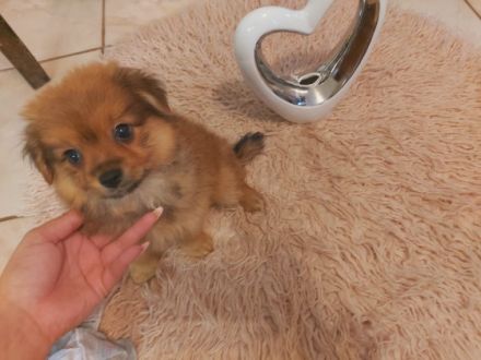 Hallo, wir haben den letzten Junge. Der Welpe ist an