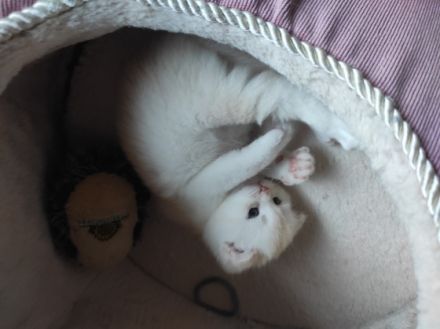 2 Katzenbabys,schon abgabebereit! die sind erst 12