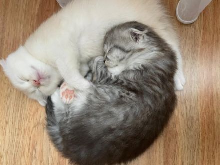 2 Katzenbabys,schon abgabebereit! die sind erst 12