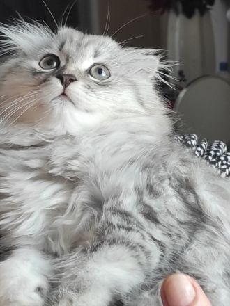 2 Katzenbabys,schon abgabebereit! die sind erst 12