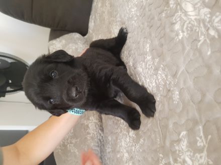 Moin aus Lübeck wir haben wunderschöne Labrador