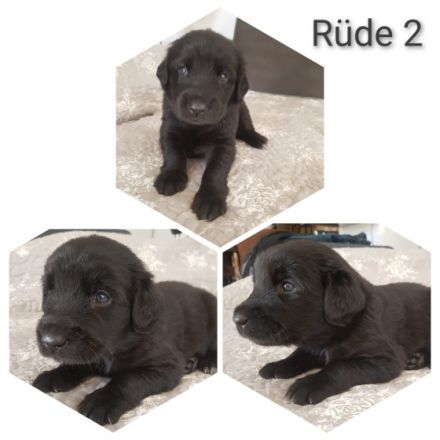 Moin aus Lübeck wir haben wunderschöne Labrador