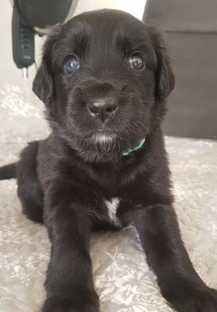 Moin aus Lübeck wir haben wunderschöne Labrador
