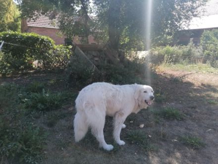 Jack, 23 Monate jung und gechipt und geimpft Ich bringe