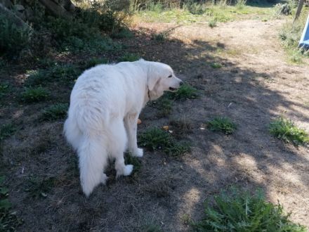 Jack, 23 Monate jung und gechipt und geimpft Ich bringe