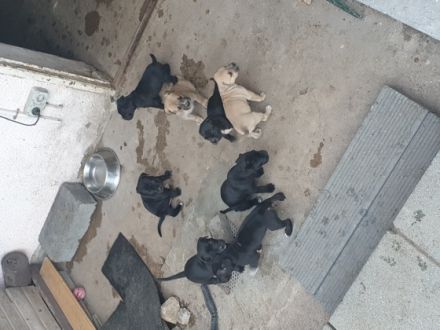 Hallo geben unseren Wurf Welpen ab bei Fragen bitte