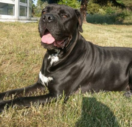 Hallo geben unseren Wurf Welpen ab bei Fragen bitte