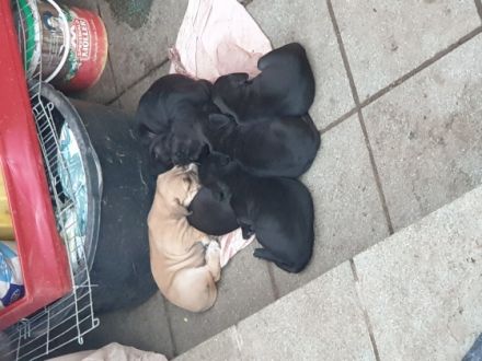 Hallo geben unseren Wurf Welpen ab bei Fragen bitte