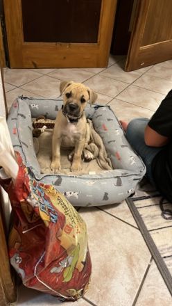 Hallo geben unseren Wurf Welpen ab bei Fragen bitte