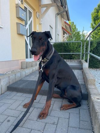 Hallo, schweren Herzens muss ich mich von meinem