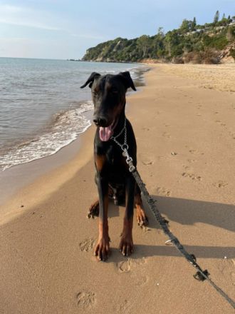 Hallo, schweren Herzens muss ich mich von meinem