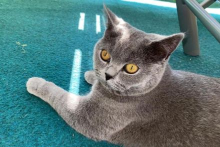 Pablo, Junger BKH Kater sucht ein neues Zuhause. Er ist