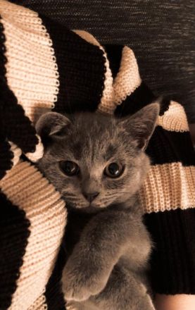 Pablo, Junger BKH Kater sucht ein neues Zuhause. Er ist