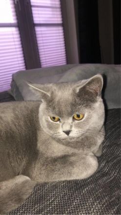 Pablo, Junger BKH Kater sucht ein neues Zuhause. Er ist