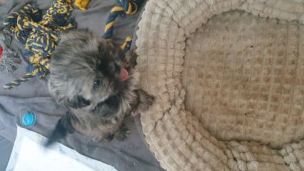 Unsere Hündin Malu eine liebenswürdige Shih-tzu Dame